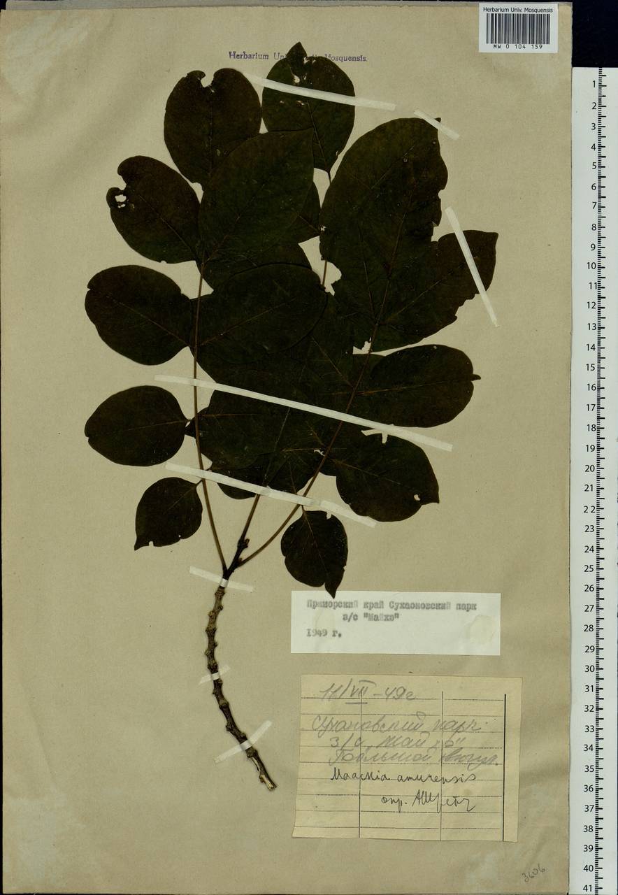 Maackia amurensis Rupr., Siberia, Russian Far East (S6) (Russia)
