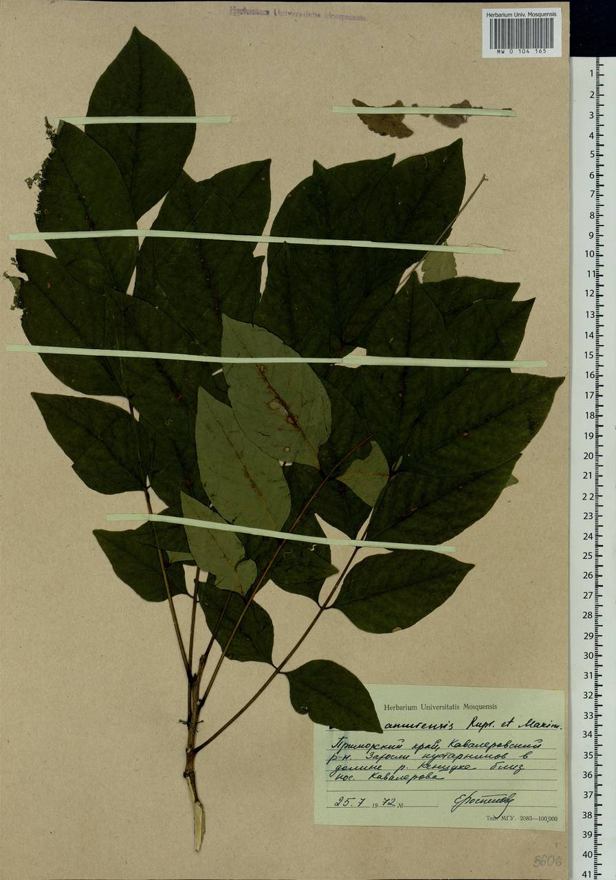 Maackia amurensis Rupr., Siberia, Russian Far East (S6) (Russia)