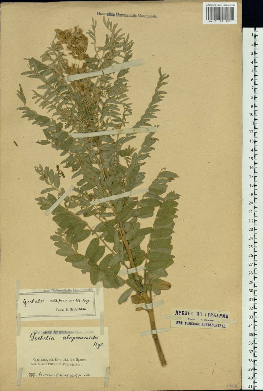 Sophora alopecuroides L., Siberia, Western (Kazakhstan) Altai Mountains (S2a) (Kazakhstan)