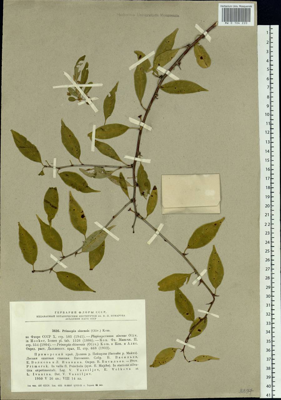Prinsepia sinensis (Oliv.) Oliv. ex Bean, Siberia, Russian Far East (S6) (Russia)