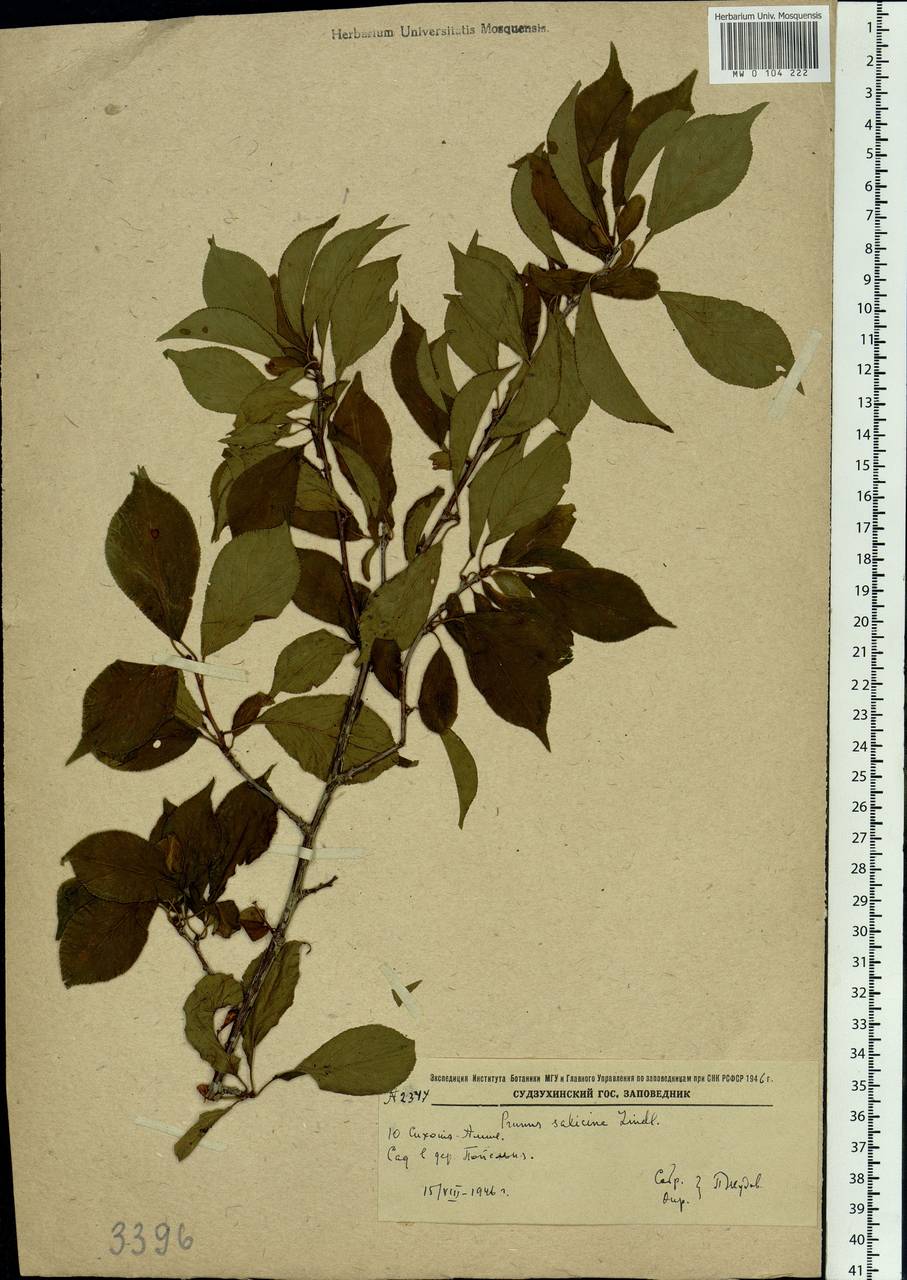 Prunus salicina Lindl., Siberia, Russian Far East (S6) (Russia)