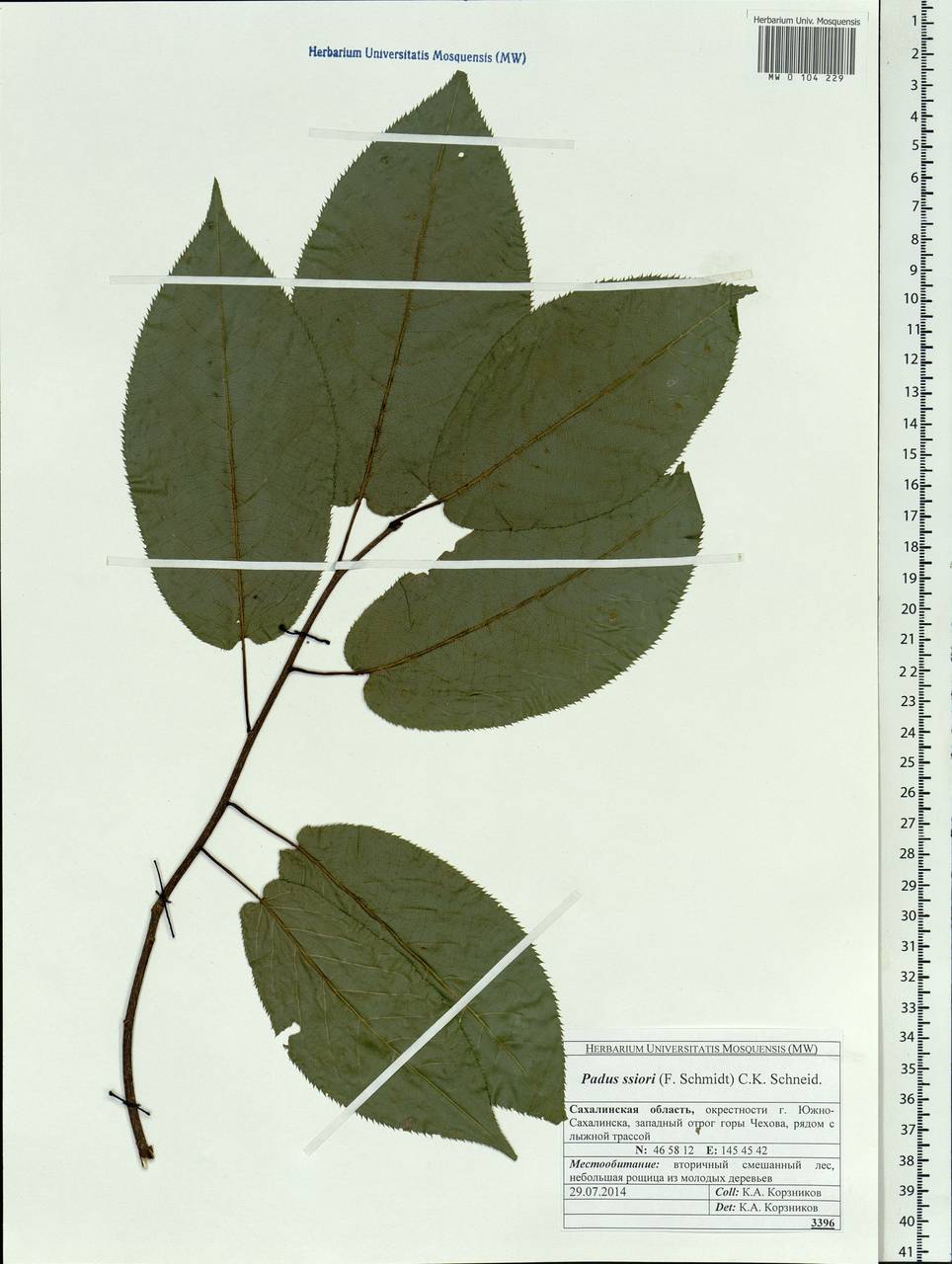 Prunus ssiori F. Schmidt, Siberia, Russian Far East (S6) (Russia)