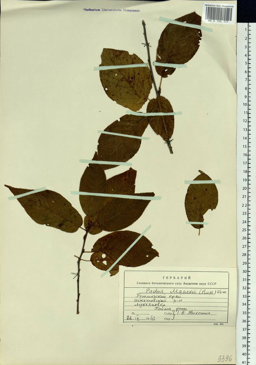 Prunus maackii Rupr., Siberia, Russian Far East (S6) (Russia)