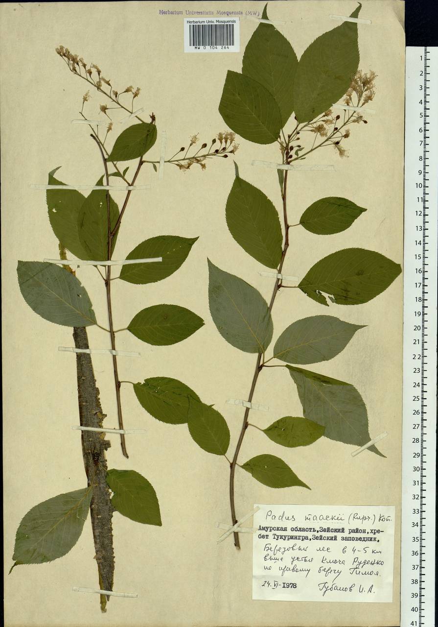 Prunus maackii Rupr., Siberia, Russian Far East (S6) (Russia)