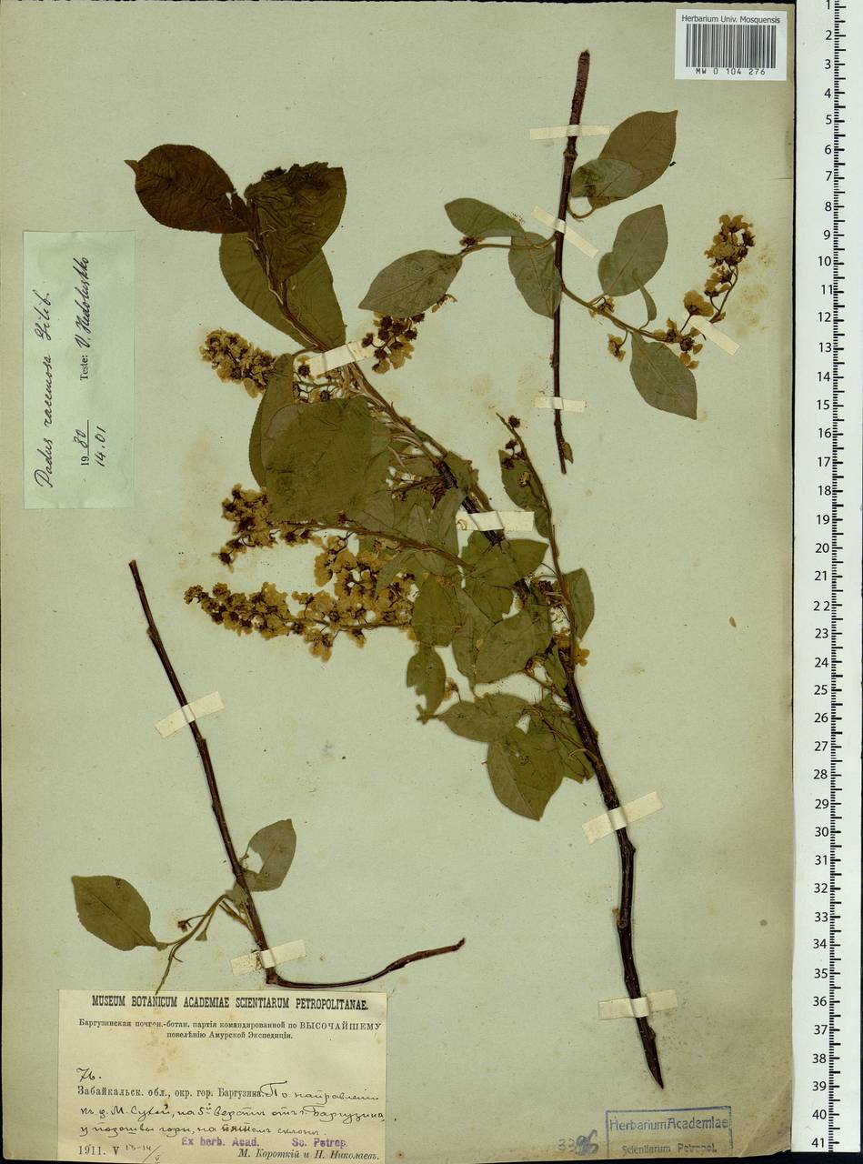 Prunus padus L., Siberia, Baikal & Transbaikal region (S4) (Russia)