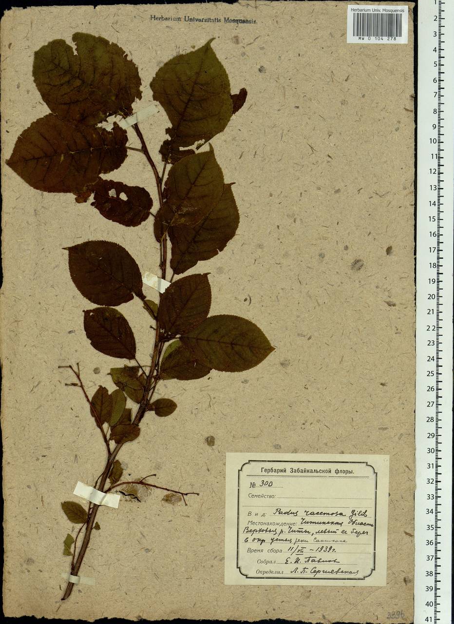 Prunus padus L., Siberia, Baikal & Transbaikal region (S4) (Russia)