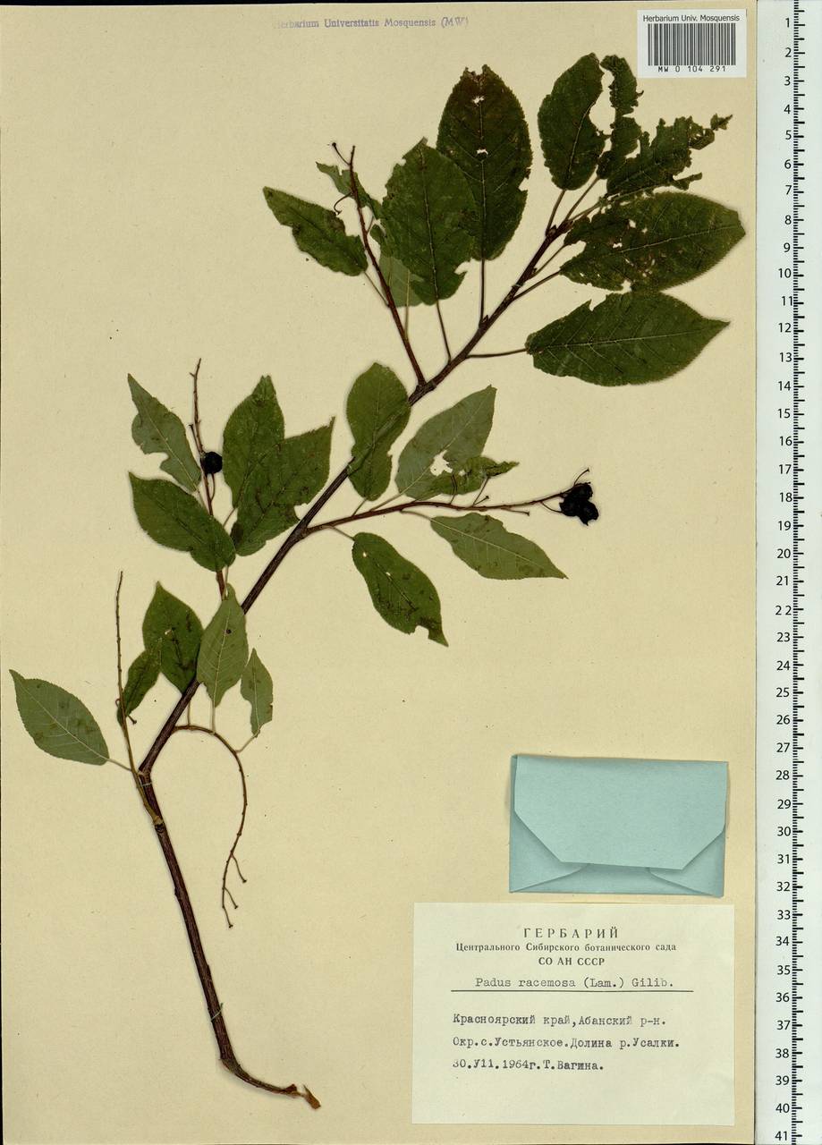 Prunus padus L., Siberia, Central Siberia (S3) (Russia)