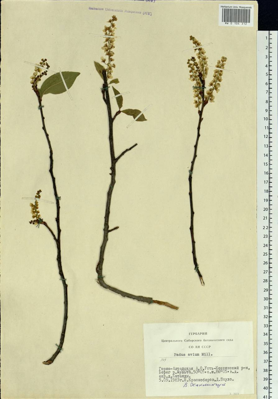 Prunus padus L., Siberia, Altai & Sayany Mountains (S2) (Russia)