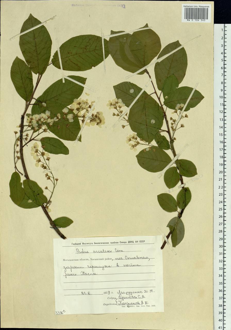 Prunus padus var. asiatica (Kom.) T. C. Ku & B. M. Barthol., Siberia, Chukotka & Kamchatka (S7) (Russia)