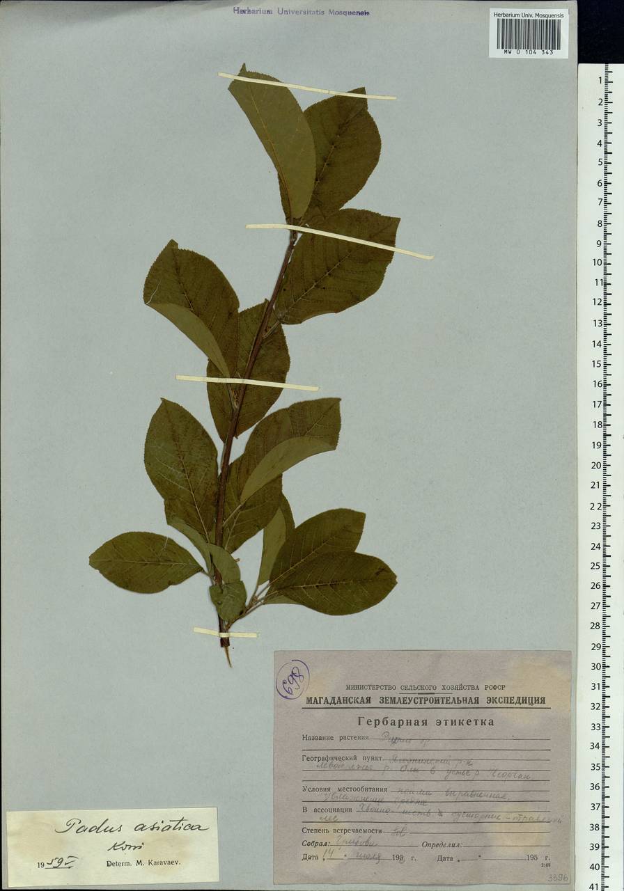 Prunus padus var. asiatica (Kom.) T. C. Ku & B. M. Barthol., Siberia, Chukotka & Kamchatka (S7) (Russia)