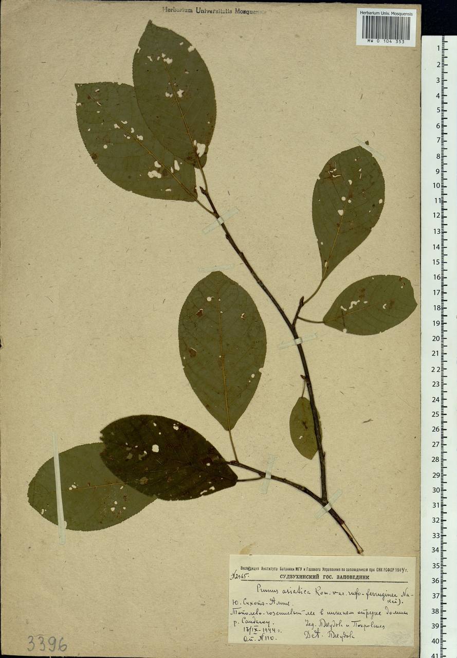 Prunus padus var. asiatica (Kom.) T. C. Ku & B. M. Barthol., Siberia, Russian Far East (S6) (Russia)