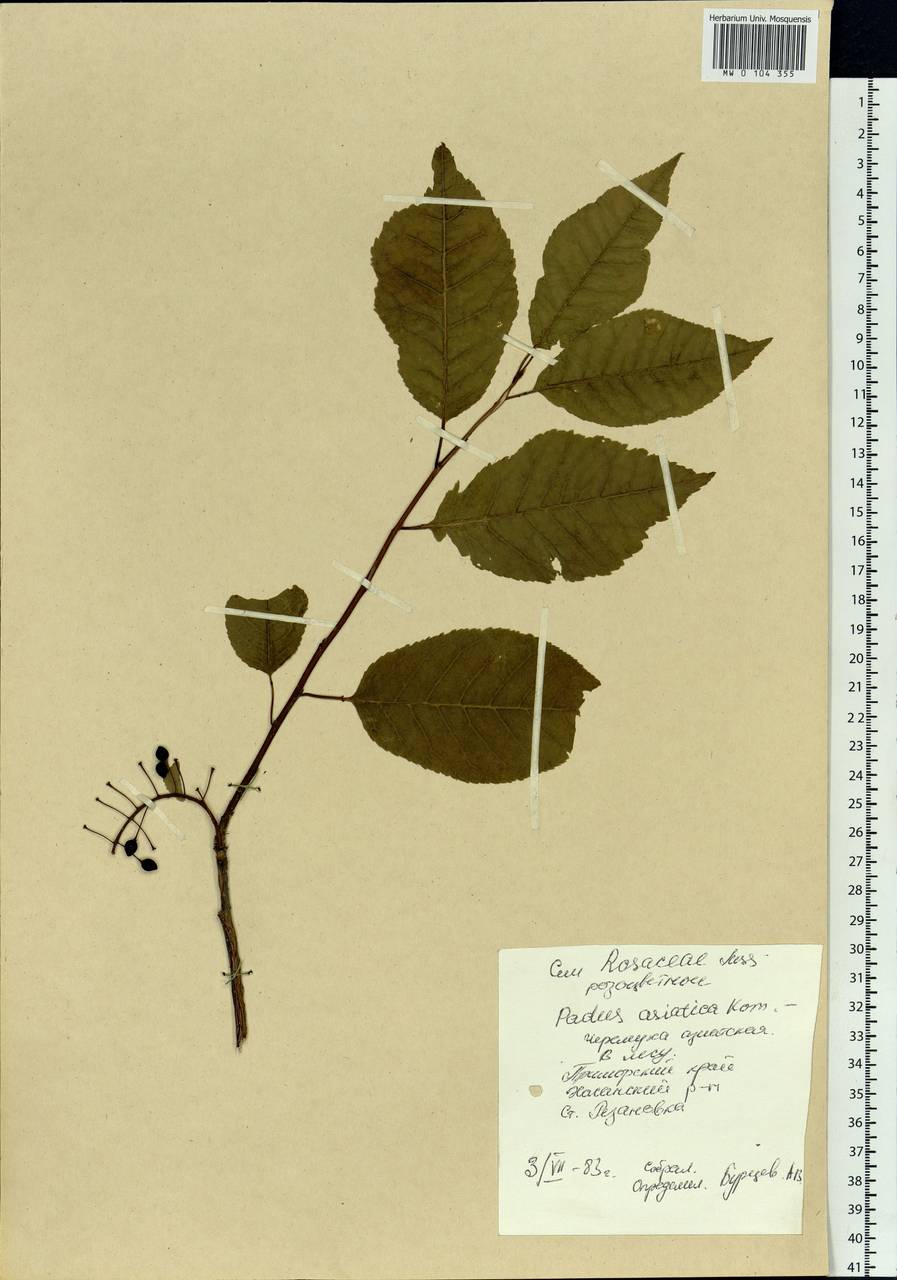Prunus padus var. asiatica (Kom.) T. C. Ku & B. M. Barthol., Siberia, Russian Far East (S6) (Russia)
