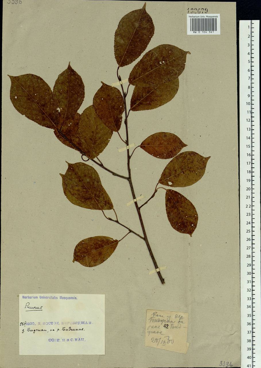 Prunus padus var. asiatica (Kom.) T. C. Ku & B. M. Barthol., Siberia, Russian Far East (S6) (Russia)
