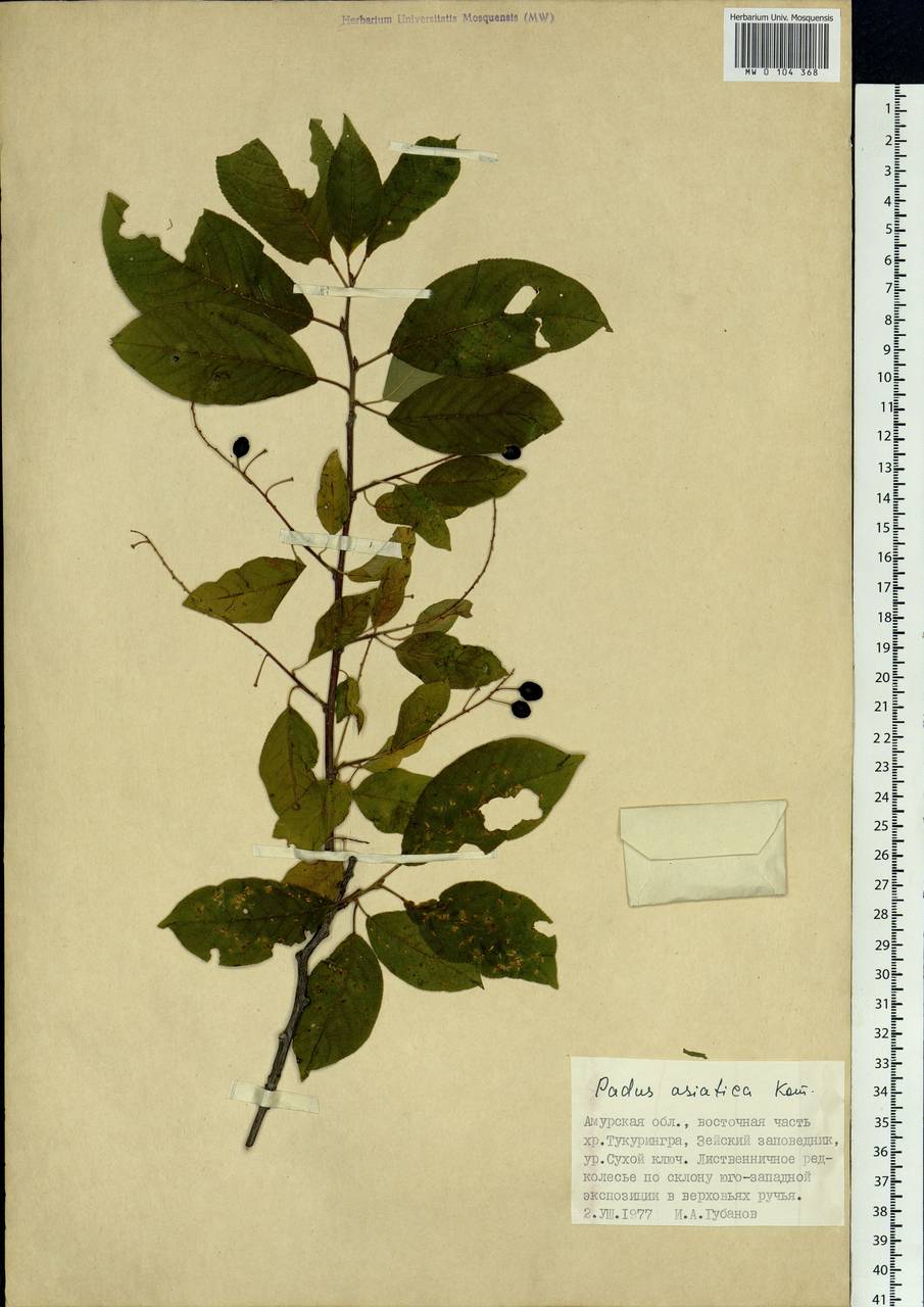Prunus padus var. asiatica (Kom.) T. C. Ku & B. M. Barthol., Siberia, Russian Far East (S6) (Russia)