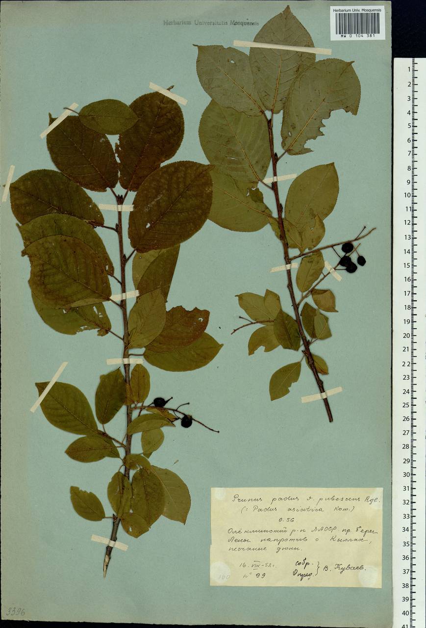 Prunus padus var. asiatica (Kom.) T. C. Ku & B. M. Barthol., Siberia, Yakutia (S5) (Russia)