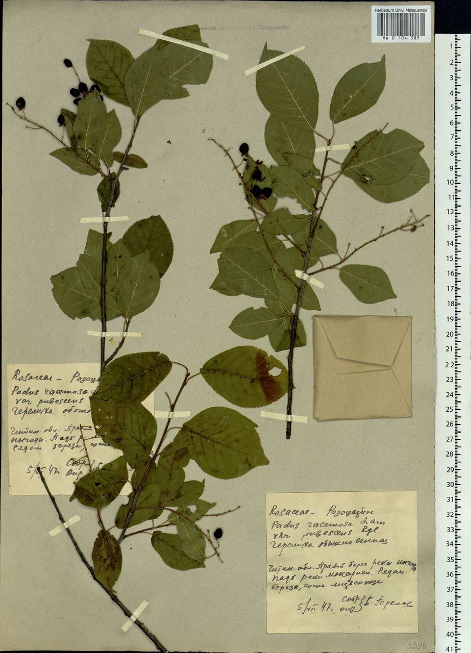 Prunus padus var. asiatica (Kom.) T. C. Ku & B. M. Barthol., Siberia, Baikal & Transbaikal region (S4) (Russia)