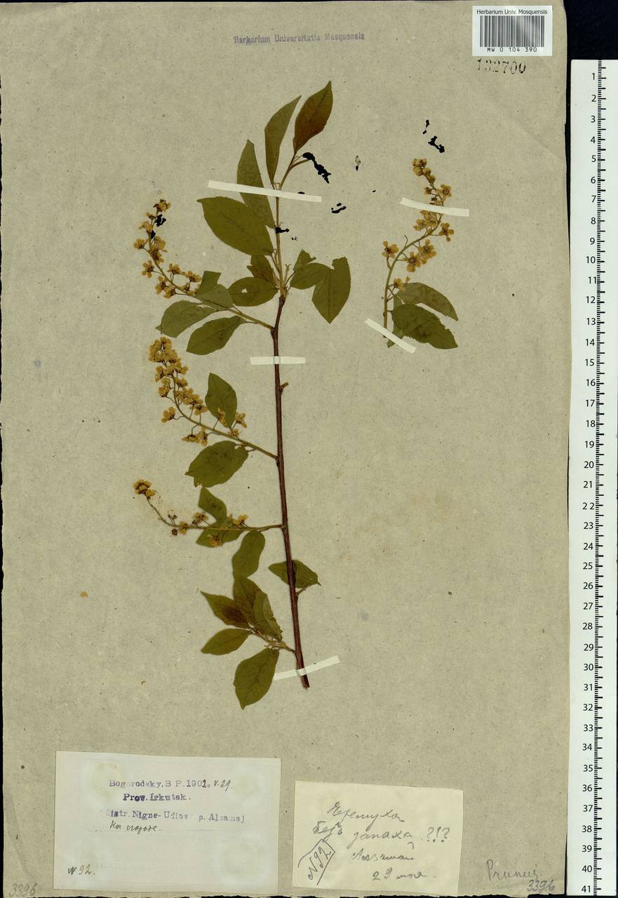 Prunus padus var. asiatica (Kom.) T. C. Ku & B. M. Barthol., Siberia, Baikal & Transbaikal region (S4) (Russia)
