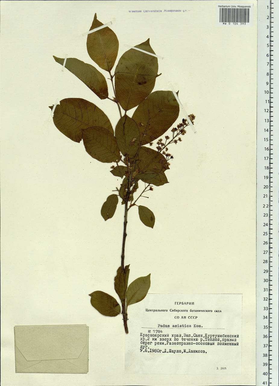 Prunus padus var. asiatica (Kom.) T. C. Ku & B. M. Barthol., Siberia, Altai & Sayany Mountains (S2) (Russia)