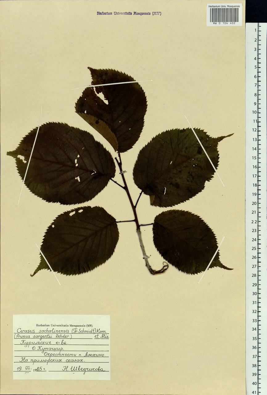 Prunus sargentii Rehder, Siberia, Russian Far East (S6) (Russia)