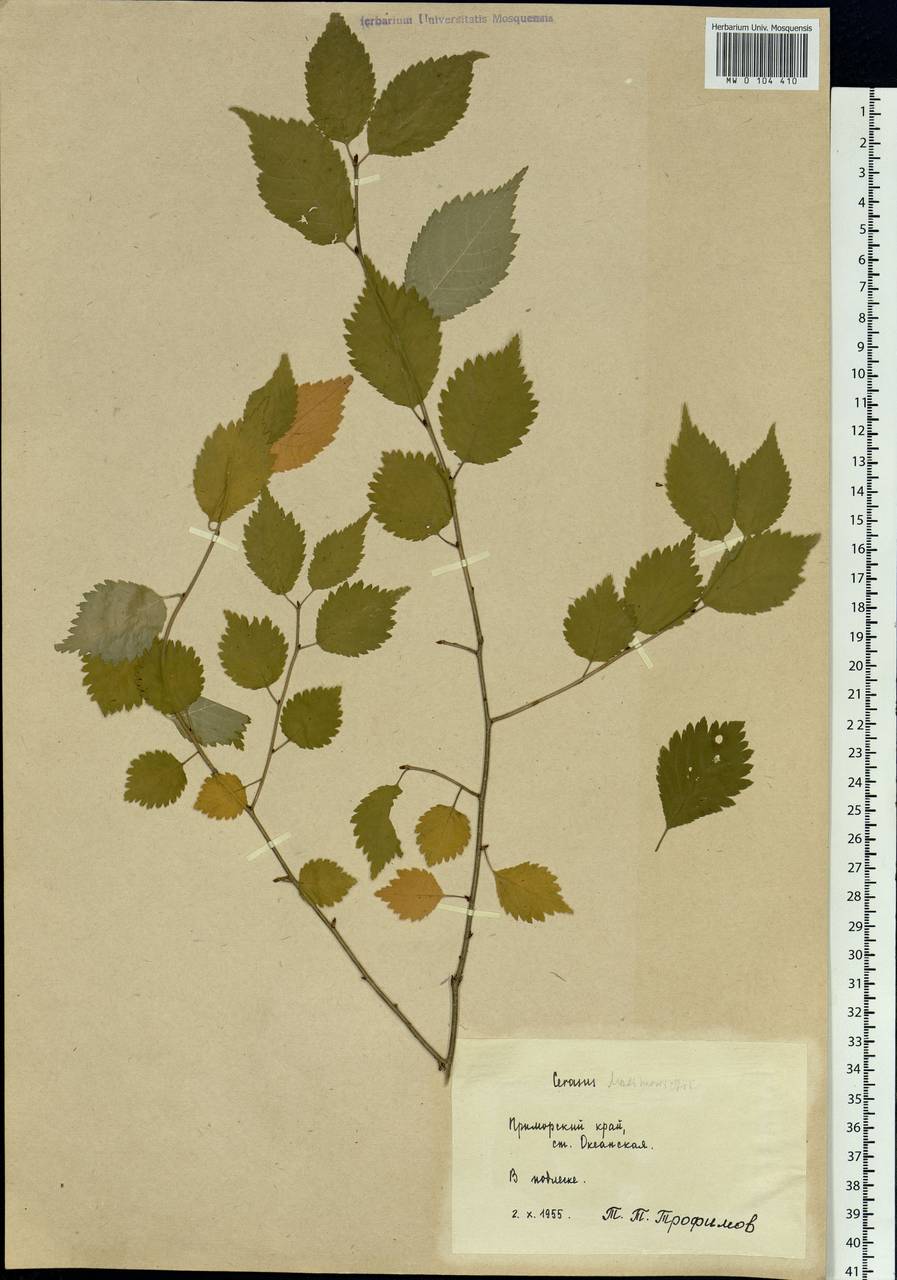 Prunus maximowiczii Rupr., Siberia, Russian Far East (S6) (Russia)