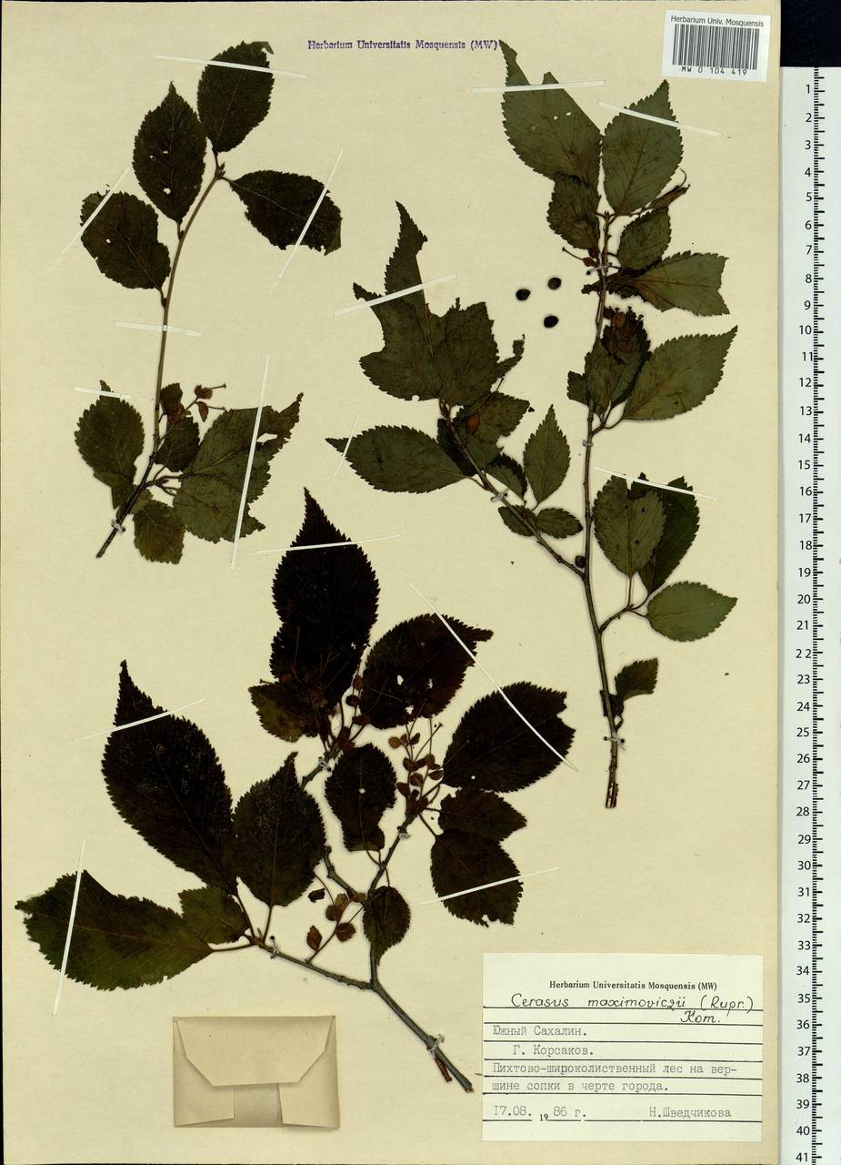 Prunus maximowiczii Rupr., Siberia, Russian Far East (S6) (Russia)
