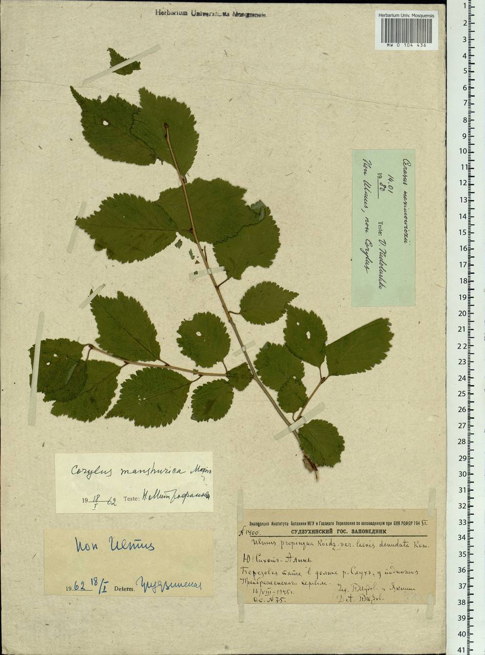 Prunus maximowiczii Rupr., Siberia, Russian Far East (S6) (Russia)