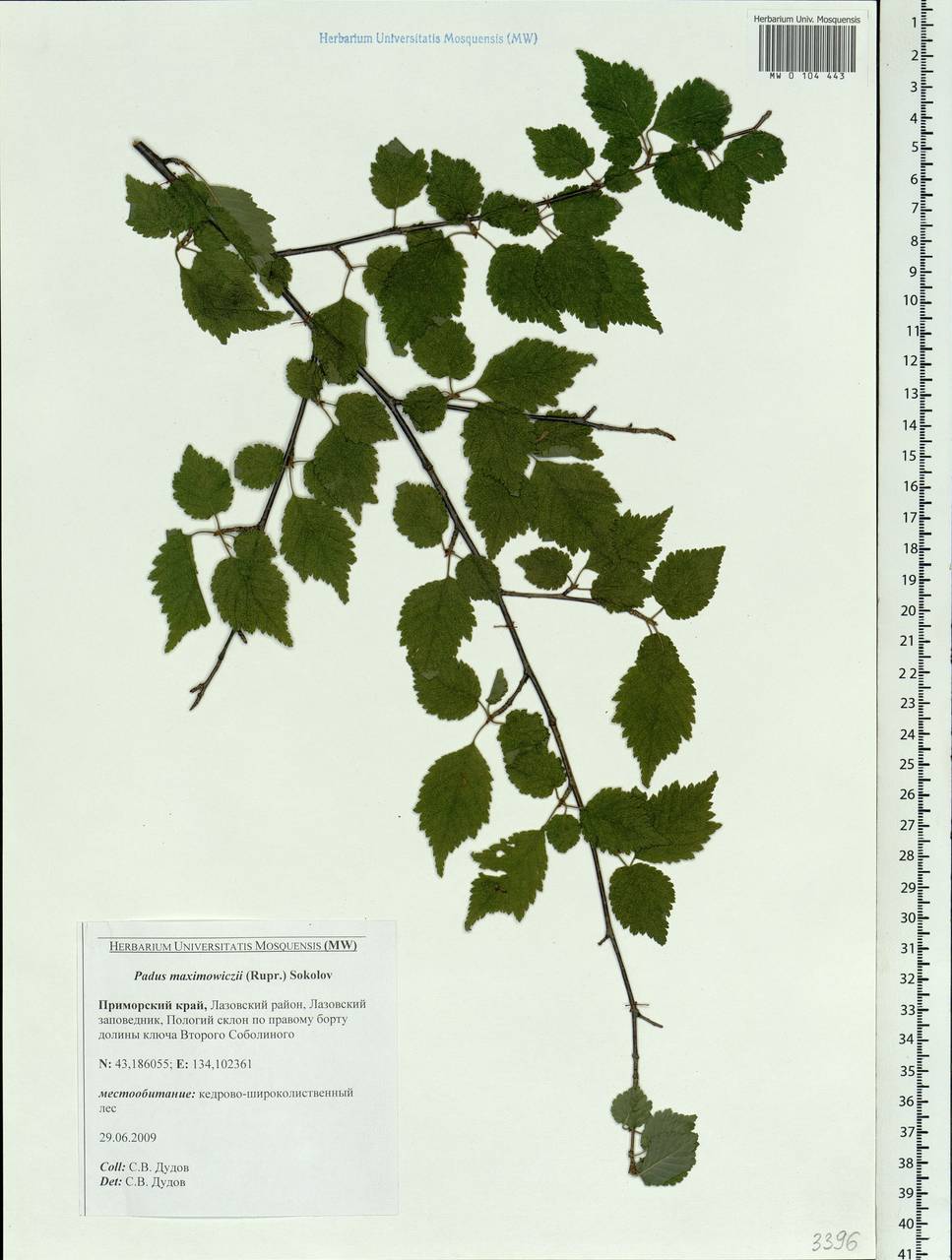 Prunus maximowiczii Rupr., Siberia, Russian Far East (S6) (Russia)