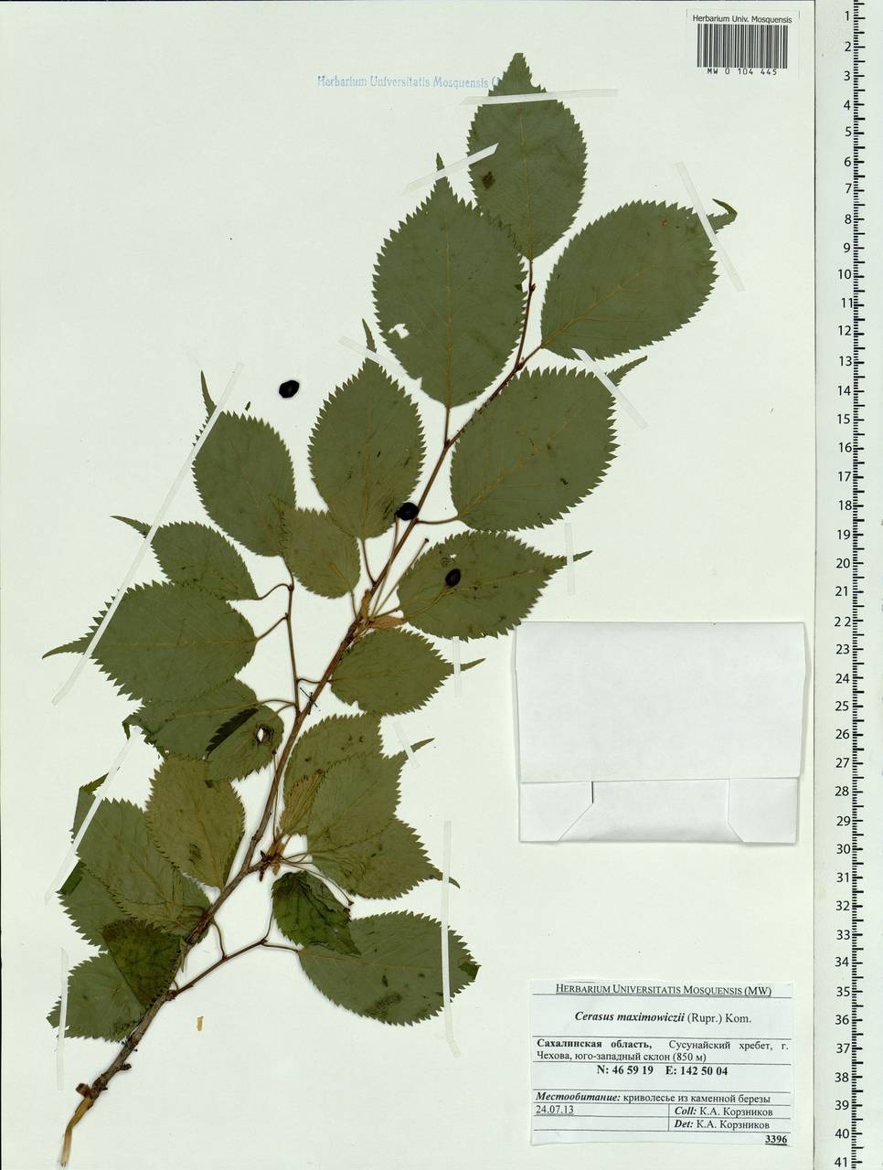 Prunus maximowiczii Rupr., Siberia, Russian Far East (S6) (Russia)