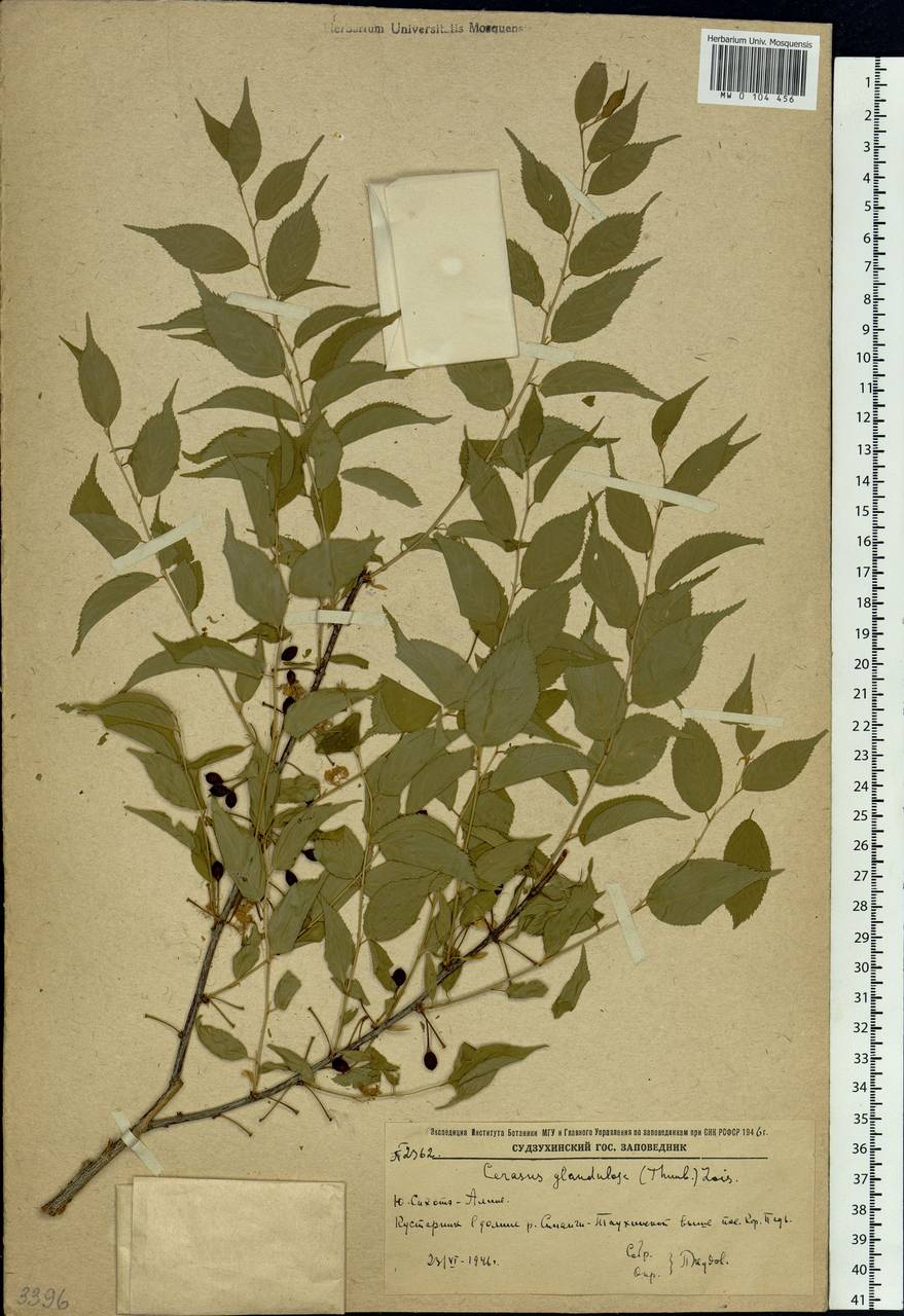 Prunus glandulosa Thunb., Siberia, Russian Far East (S6) (Russia)