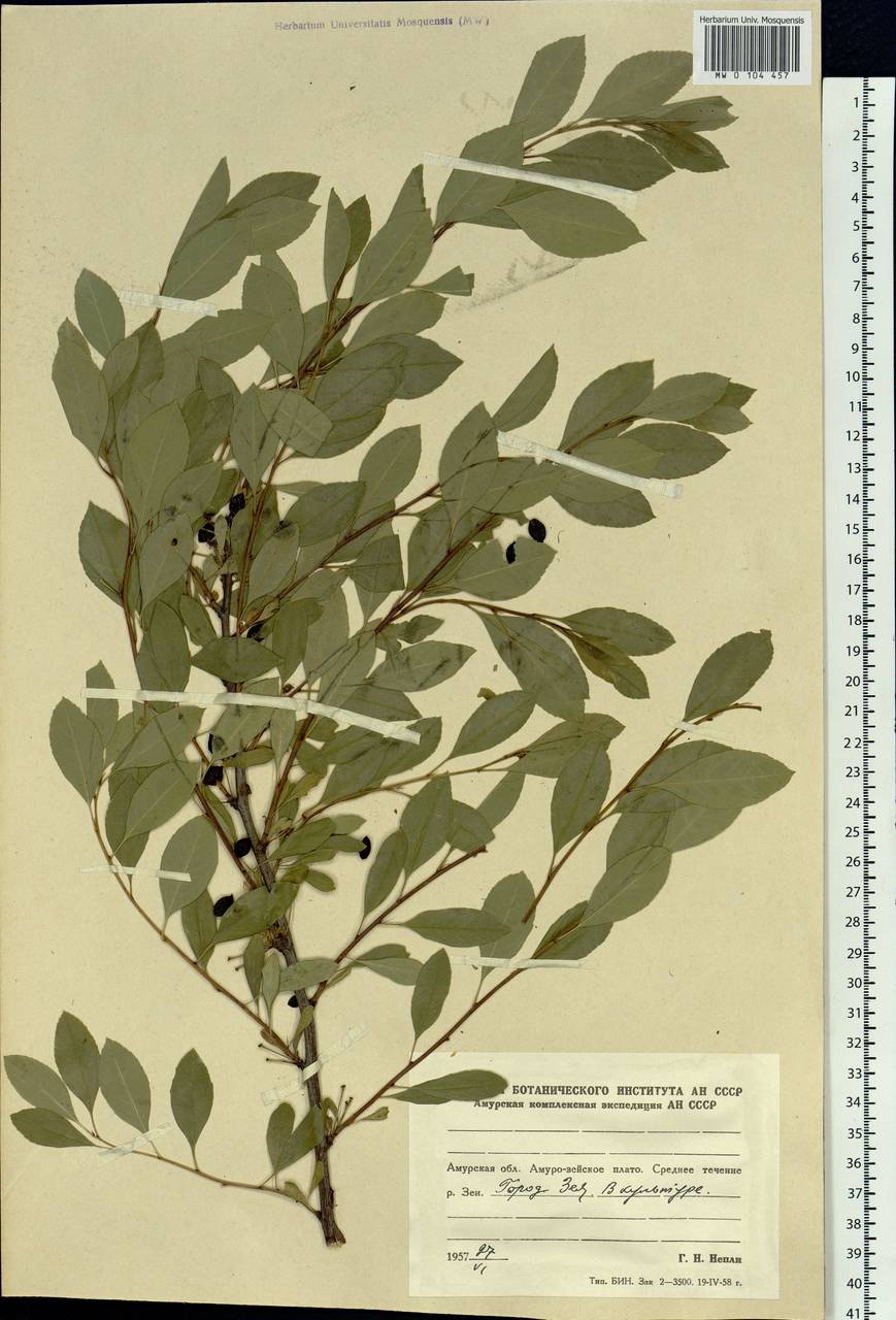 Prunus, Siberia, Russian Far East (S6) (Russia)