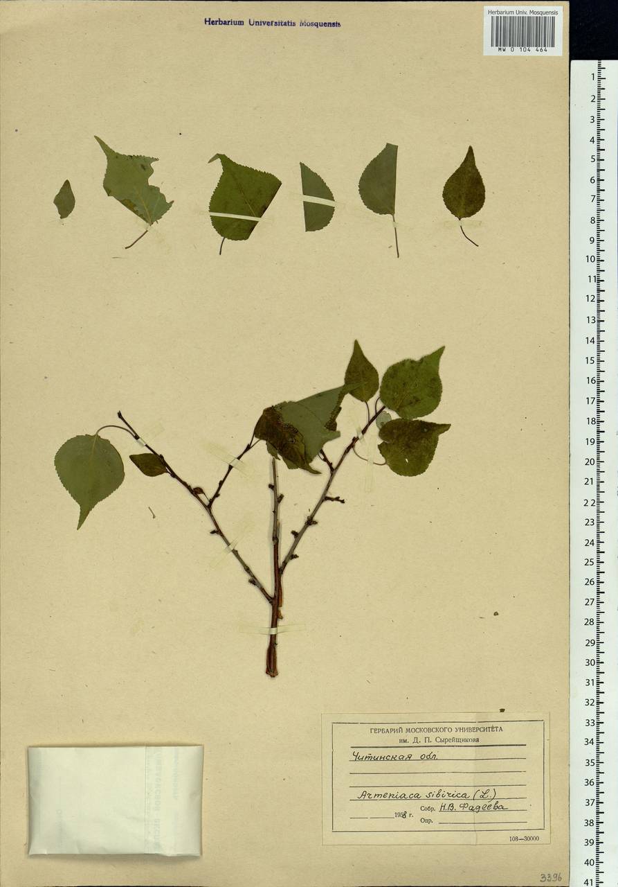 Prunus sibirica L., Siberia, Baikal & Transbaikal region (S4) (Russia)