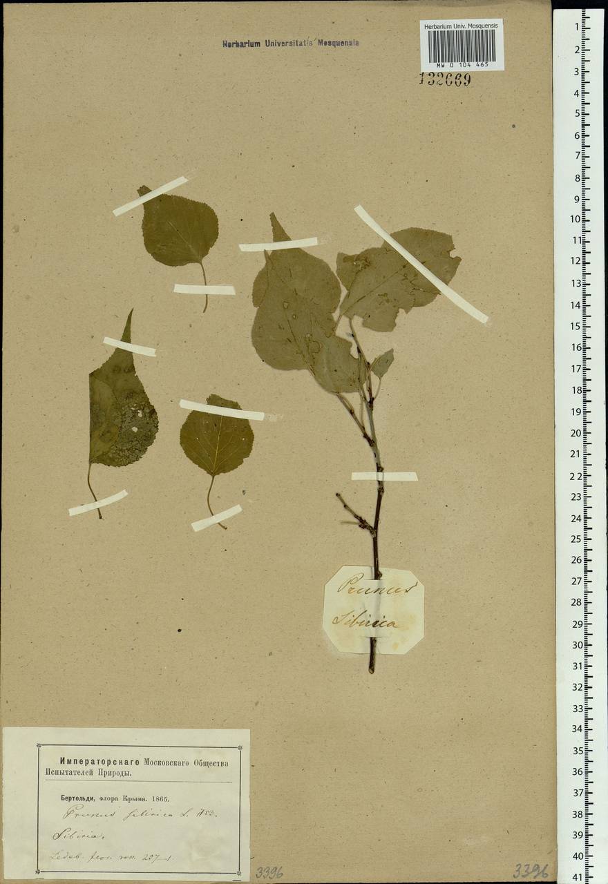Prunus sibirica L., Siberia (no precise locality) (S0) (Russia)