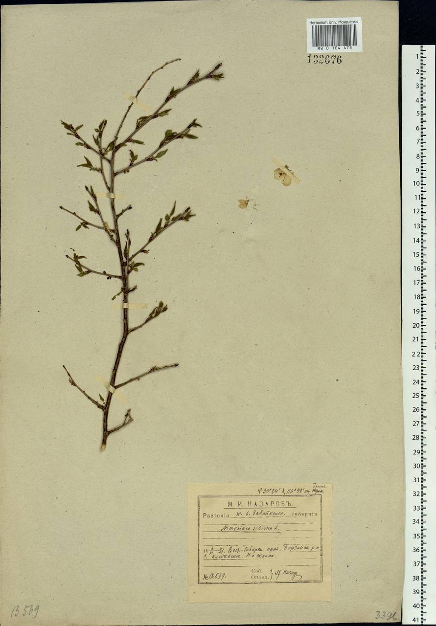 Prunus sibirica L., Siberia, Baikal & Transbaikal region (S4) (Russia)