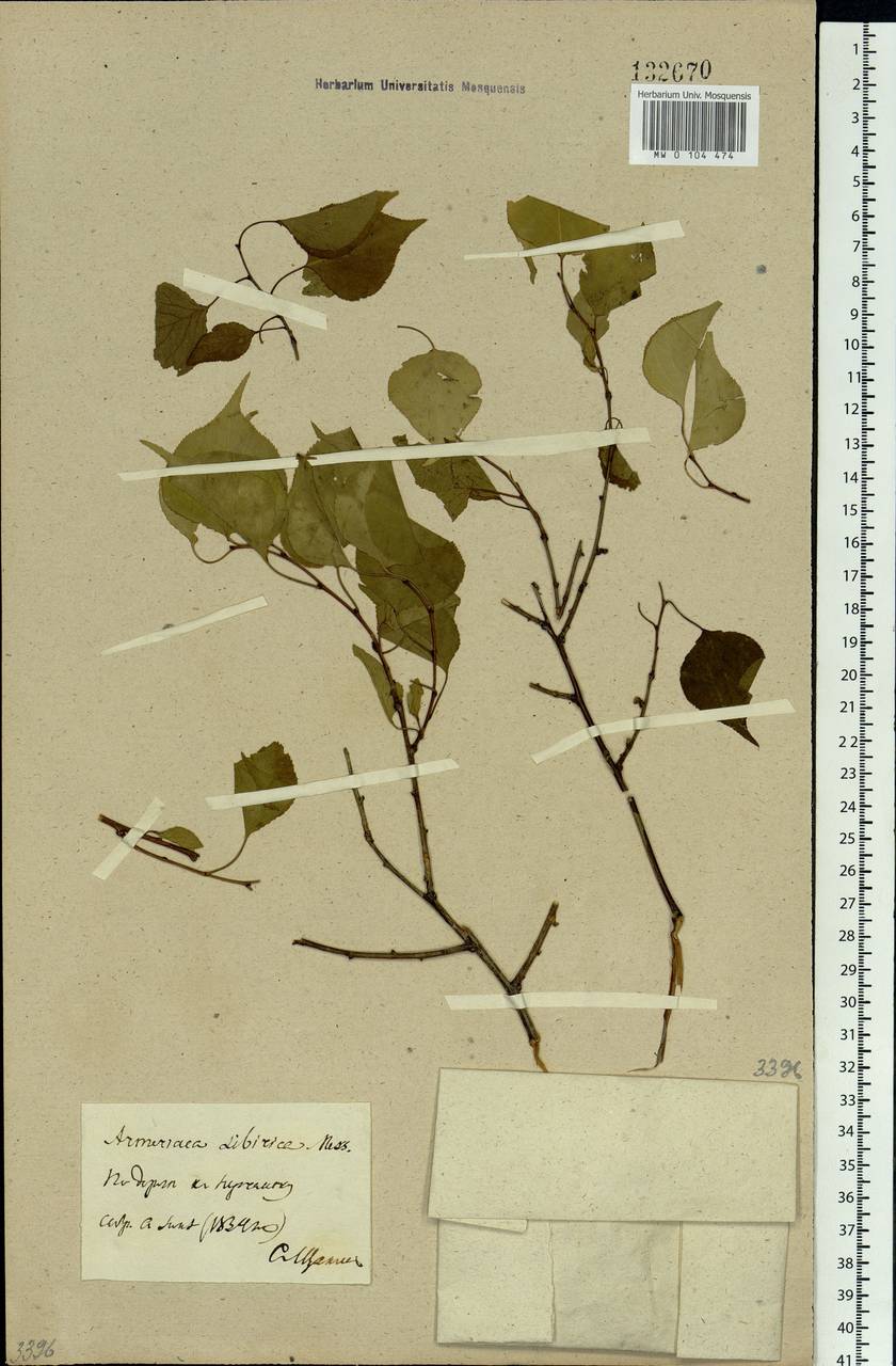 Prunus sibirica L., Siberia, Baikal & Transbaikal region (S4) (Russia)
