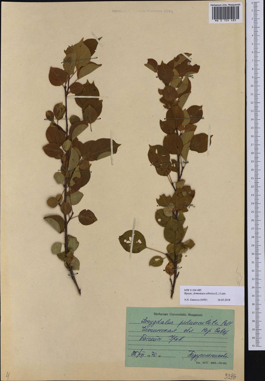 Prunus sibirica L., Siberia, Baikal & Transbaikal region (S4) (Russia)