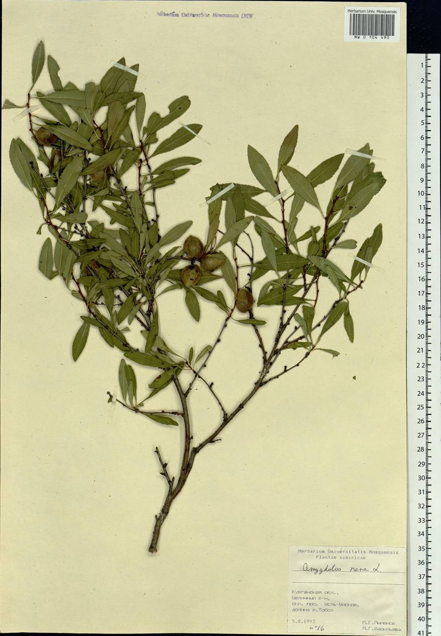 Prunus tenella Batsch, Siberia, Western Siberia (S1) (Russia)