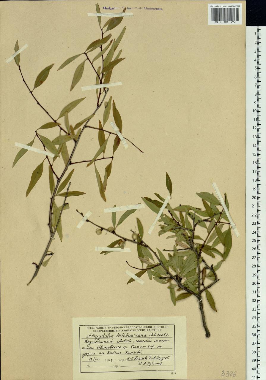 Prunus tenella Batsch, Siberia, Western (Kazakhstan) Altai Mountains (S2a) (Kazakhstan)