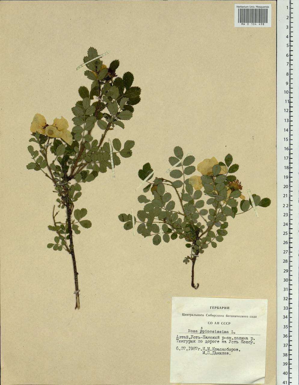Rosa spinosissima L., Siberia, Altai & Sayany Mountains (S2) (Russia)