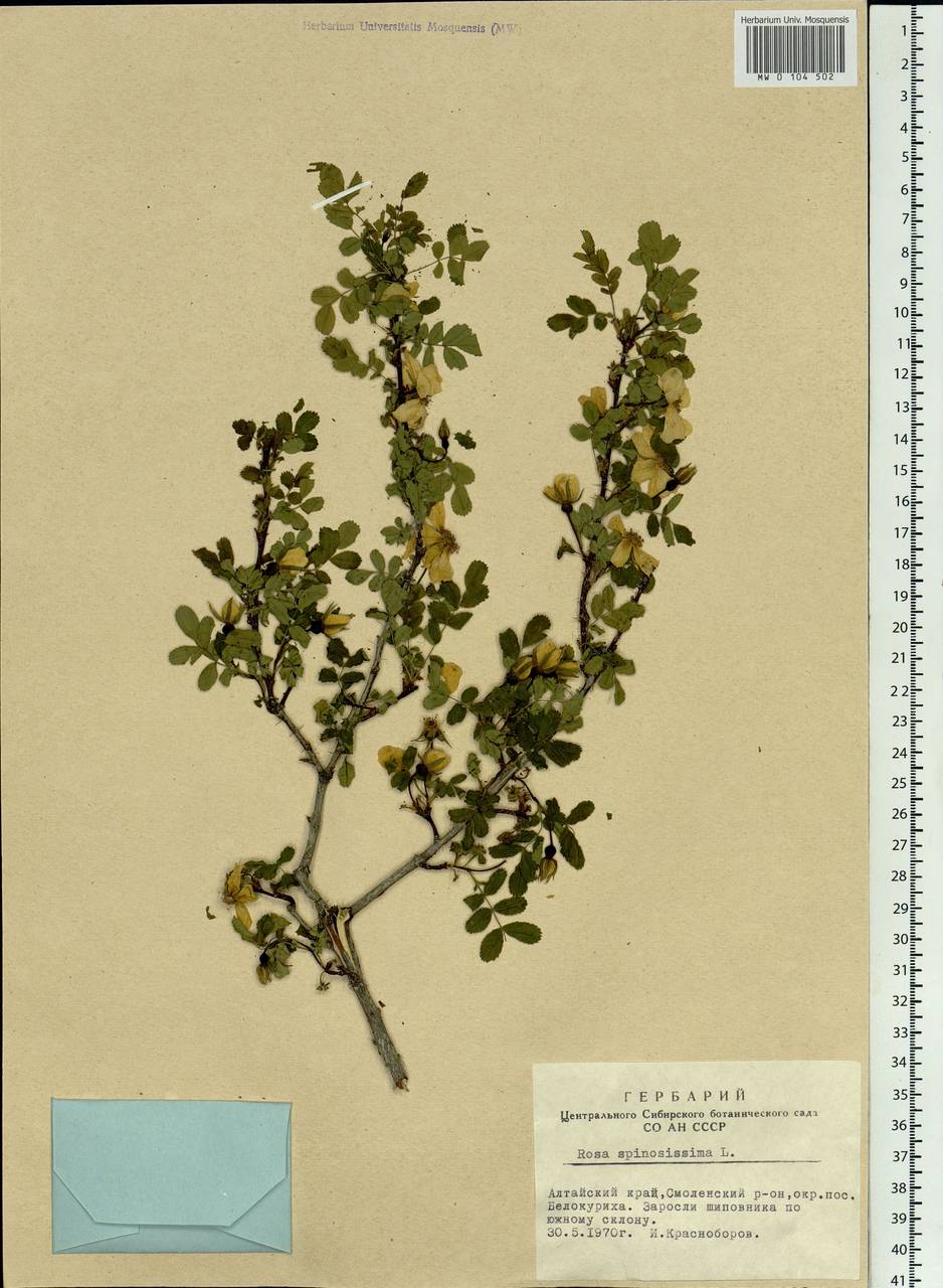 Rosa spinosissima L., Siberia, Altai & Sayany Mountains (S2) (Russia)