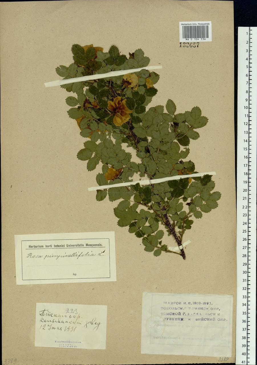 Rosa spinosissima L., Siberia, Altai & Sayany Mountains (S2) (Russia)