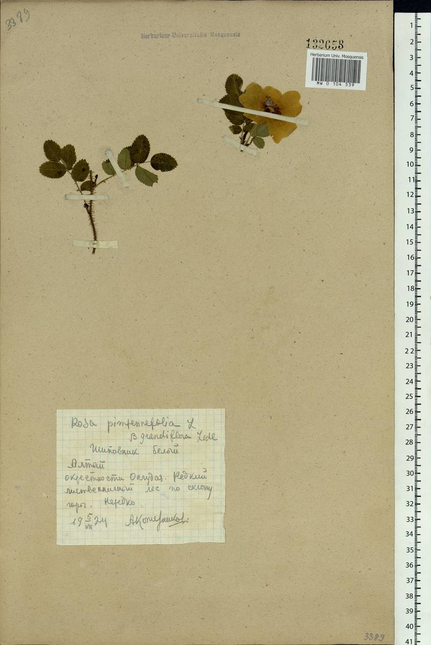Rosa spinosissima L., Siberia, Altai & Sayany Mountains (S2) (Russia)