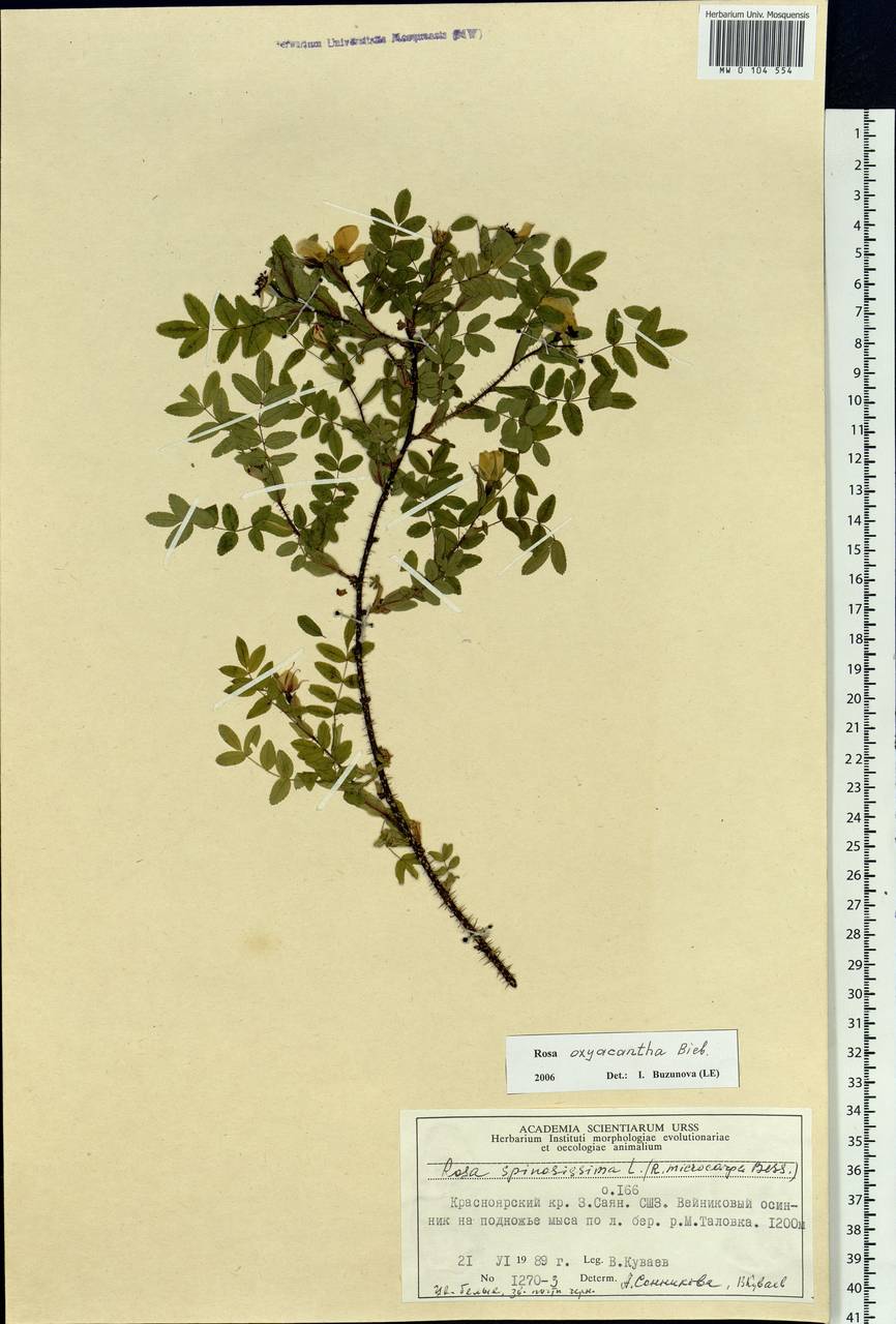 Rosa oxyacantha M.Bieb., Siberia, Altai & Sayany Mountains (S2) (Russia)