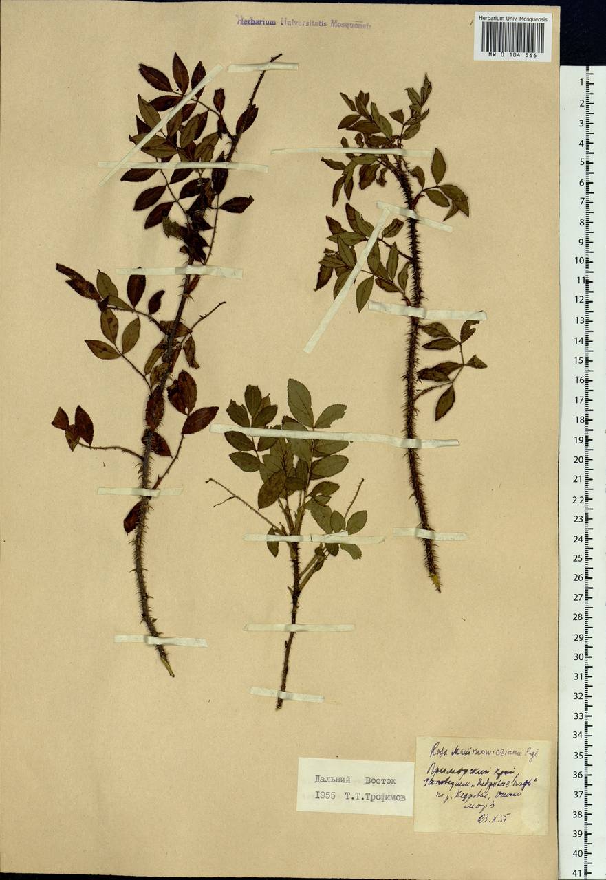 Rosa maximowicziana Regel, Siberia, Russian Far East (S6) (Russia)