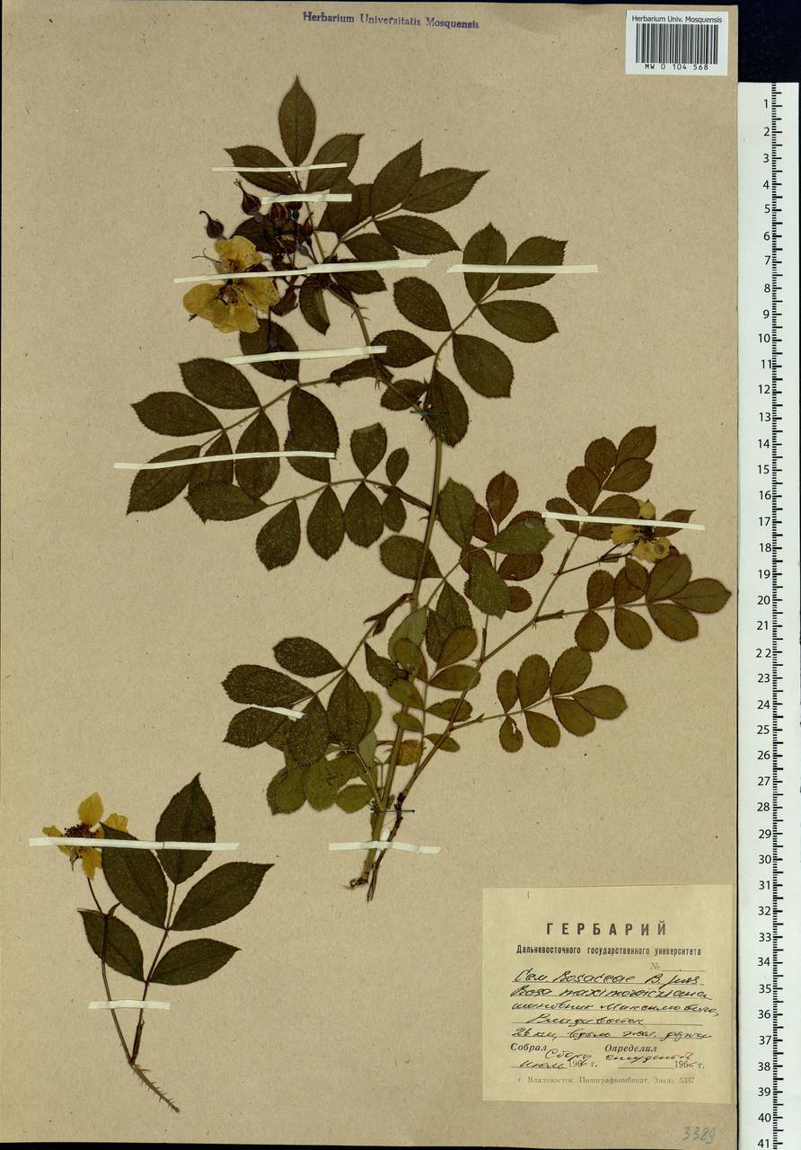 Rosa maximowicziana Regel, Siberia, Russian Far East (S6) (Russia)