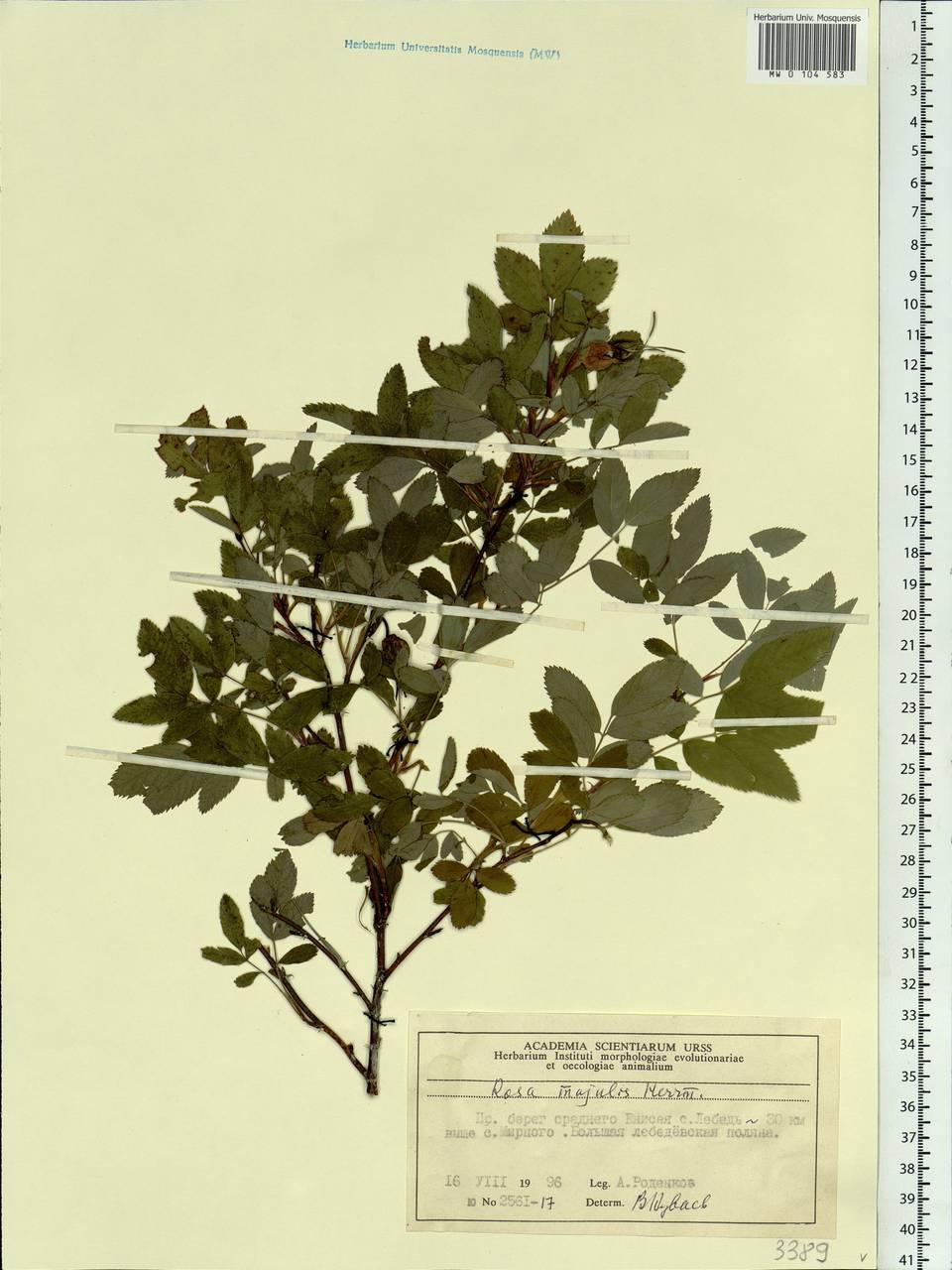 Rosa majalis Herrm., Siberia, Central Siberia (S3) (Russia)