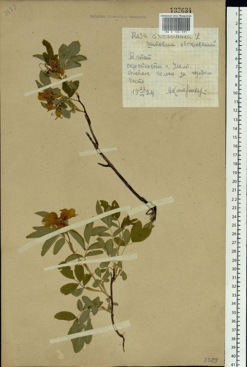 Rosa majalis Herrm., Siberia, Altai & Sayany Mountains (S2) (Russia)