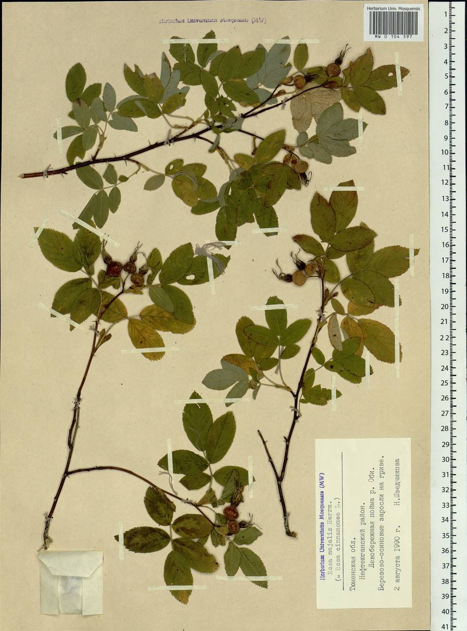 Rosa majalis Herrm., Siberia, Western Siberia (S1) (Russia)