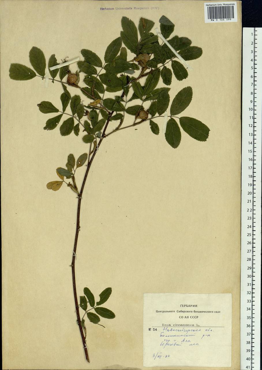 Rosa majalis Herrm., Siberia, Western Siberia (S1) (Russia)