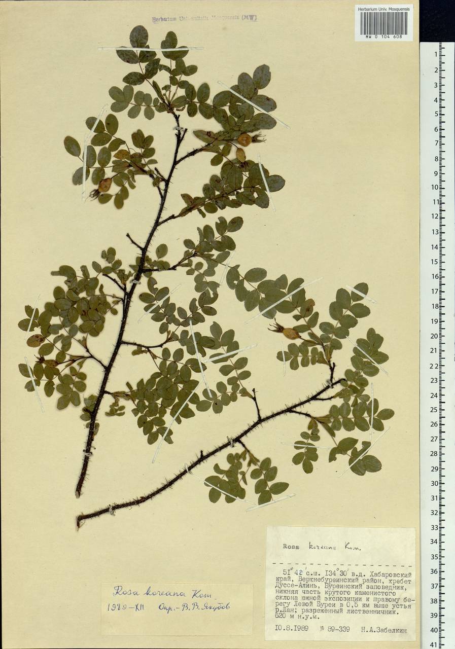 Rosa koreana Kom., Siberia, Russian Far East (S6) (Russia)