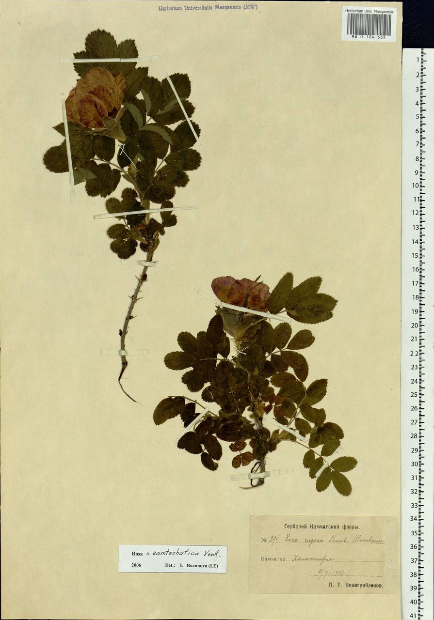 Rosa ×kamtschatica Vent., Siberia, Chukotka & Kamchatka (S7) (Russia)